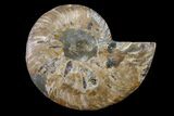 Cut & Polished Ammonite Fossil (Half) - Madagascar #158047-1